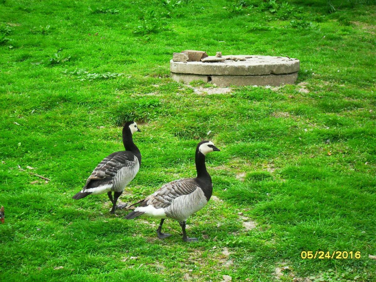 Pokoje Goscinne Ostoja Mirsk Exterior foto